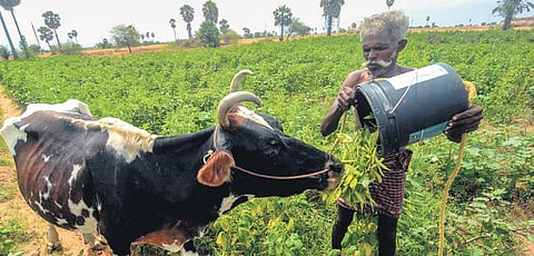 A farmer feeds his cattle cluster beans on Friday, as the beans are no longer in demand in Thoothukudi. (Photo| V Karthikalagu, EPS)