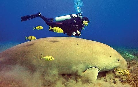 A diver swimming with a dugong in the Palk Bay | Express