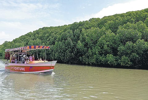 Mangrove haven beckons tourists