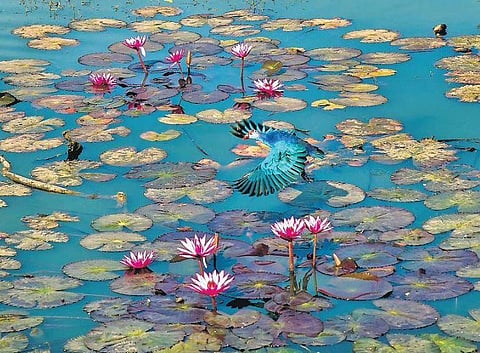 Bangalore’s Lalbagh: A Chronicle of the Garden and the City