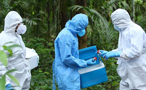 Officials of animal husbandry and forest departments collect bat droppings from Pulparambu in Kozhikode on Monday in the wake of Nipah death. (Photo | T P Sooraj/EPS)
