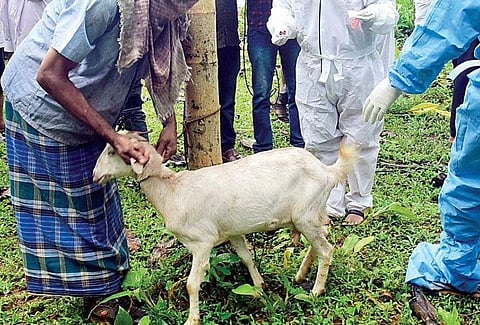 Officials of Animal Husbandry and Forest Departments collect samples from a goat at Pazhoor in Kozhikode on Monday