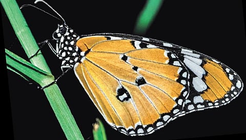 For representational purposes