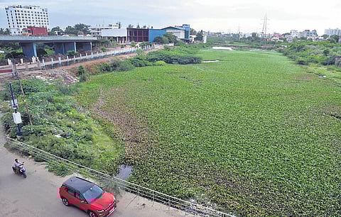 Water hyacinth in Cooum River near Maduravoyal.