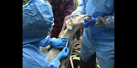 Animal husbandry officials collect samples from a goat at Pazhoor in Chathamangalam panchayat in Kozhikode. (Photo | T P Sooraj, EPS)