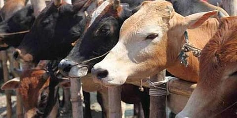 Madhya Pradesh: Irked by stray cattle, locals drive hundreds of cows into civic body's compound in Bhind