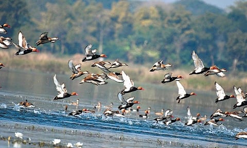 A flock of Red Crested Pochard at Hirakud reservoir