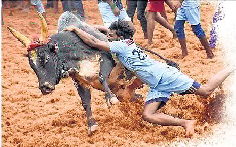 File photo of a participant at a jallikattu event on the outskirts of Coimbatore | Express