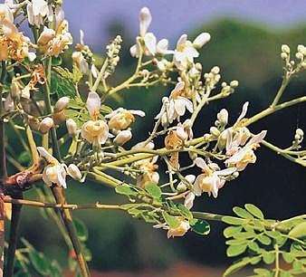 Moringa oleifera var Bhagya