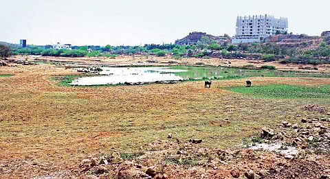 The fast-drying Peeranchuruvu lake in Hyderabad (Photo | EPS, Sathya Keerthi)