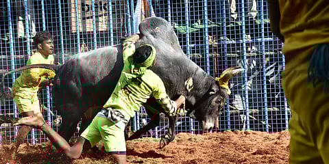 The first jallikattu event in Madurai began successfully at Avaniyapuram. (Photo| EPS)