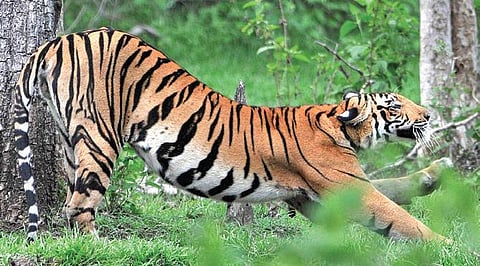 Representational Image