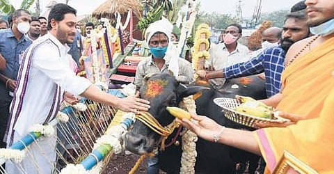 CM YS Jagan Mohan Reddy at the goshala near his Tadepalli residence (Photo | Express)