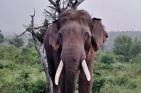 Wild tusker damages boundary wall of EVM warehouse in Odisha's Khurda