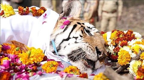 Considered one of the prime attractions of Pench Tiger Reserve, Collarwali (T-15) was born to T-7 aka Badimada in 2005. (Photo | Facebook)