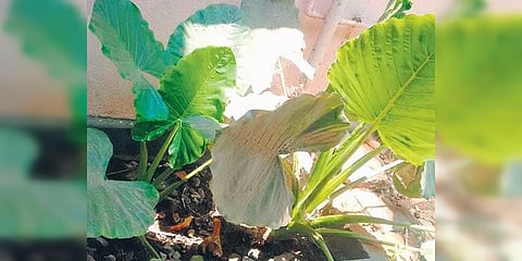 Alocasia plant that purifies grey water. (Photo| EPS)