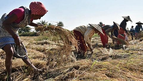 Farmers harvesting paddy after rains stopped in Kukudakhandi block | Express