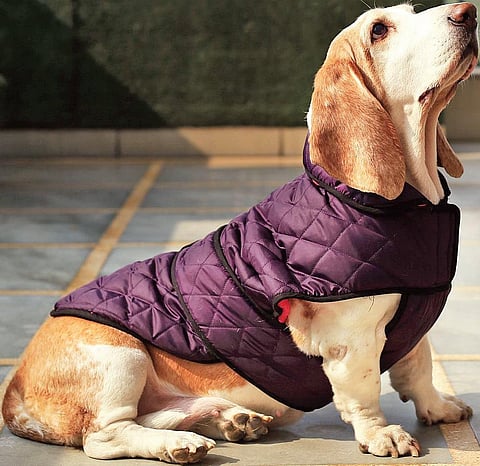 Sartorial secrets of the four-legged