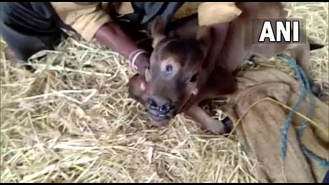 The three-eyed cow (Photo | Twitter/ANI)