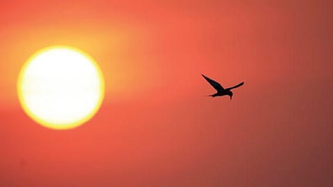 A marriage of birds & books