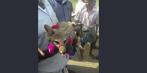 Salem farmers capture fox for ritual, court trouble