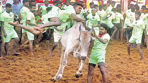Youth taking part in the world-famous jallikattu at Alanganallur in Madurai district. (File photo| KK Sundar, EPS)