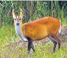 The Indian Muntjac. (File photo)