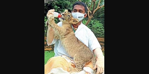 Prasanta Gouda has been everything to Barsha, the lion cub.