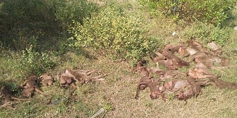 24 monkeys found dead in Tiruchy village