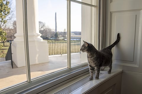 Willow, the Biden family's new pet cat, wanders around the White House on Wednesday, Jan. 27, 2022 in Washington. (Photo | AP)