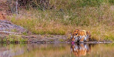 Tiger census: 3.5 crore trap images with NTCA