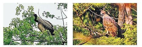 Rare birds like the long-billed vulture, grey-headed fish eagle and crested hawk eagle are losing their habitat