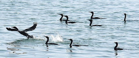 A flock of Cormorants seen on Muttukaadu backwaters | Ashwin Prasath