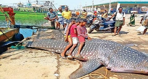 Juvenile whale shark killed in Kanniyakumari district, 3 detained