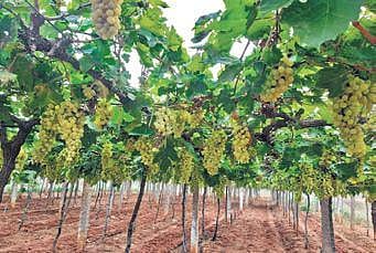 Supermarkets in Karnataka may soon have wine on shelves