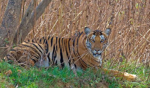 Nagarhole Tiger Reserve (File photo| EPS)