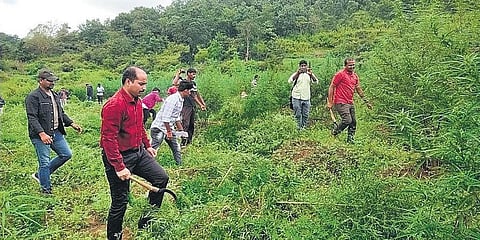 Officials destroying ganja crop in G Madugula mandal in Visakhapatnam district on Oct 30, 2021 (Photo | Express)