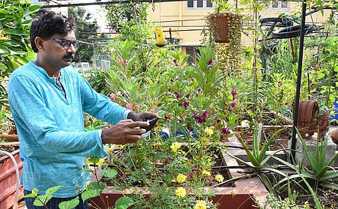 R M Uma Maheswar Rao takes a snap of saplings from his rooftop garden in Tirupati on Saturday. (Photo | Madhav K, EPS)