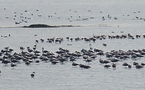 A flamboyance of flamingos at Chilika lake. (Photo | Express)