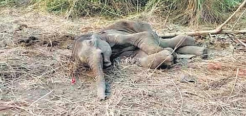 The carcass of a three-month-old female elephant calf was found near Dasanali village under Talcher forest range on Tuesday.