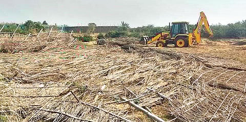 A betel vineyard being demolished in Dhinkia village. (Photo | Express)