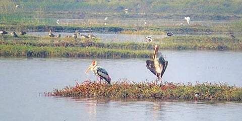 According to the census report, the highest number of 21,110 birds of 87 species were spotted in Berhampur range.