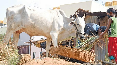 Over one lakh dairy farmers from 733 milk producers’ cooperative societies in Dakshina Kannada and Udupi districts were forced to source fodder from KMF