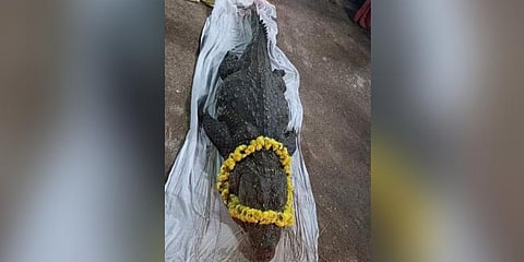 Ananthapura Anantha Padmanabha Swami temple crocodile Babiya. (Photo | EPS)