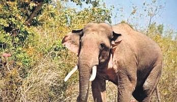 Odisha farmer guarding paddy crop trampled to death by tusker