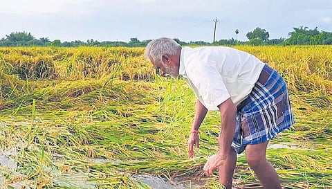 Farmer picking up lodged crops from a paddy field near Keezhaiyur village in Nagapattinam | Express