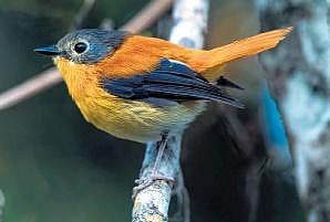 Black-and-orange flycatcher