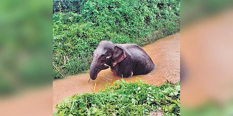The injured elephant after getting hit by Rajdhani Express in Assam | Express