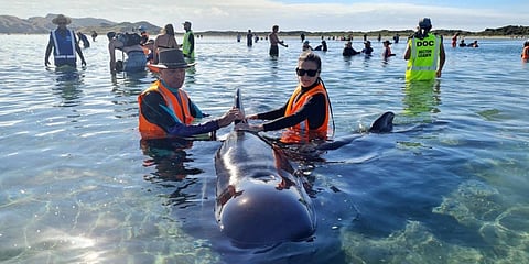 Rescuers race to save dozens of pilot whales that beached on a stretch of New Zealand coast at Farewell Spit in New Zealand. (File Photo| AFP)