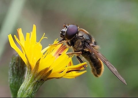A hoverfly. (Photo | IUCN )